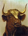 Rosa Bonheur Canvas Paintings - Head of a Bull